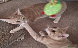 Mixed Breed cats for sale: MAGGIE & HOPE  - Image 1