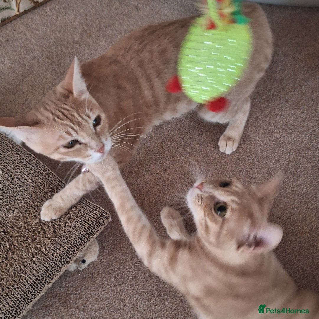 Mixed Breed cats for sale: MAGGIE & HOPE  - Image 1