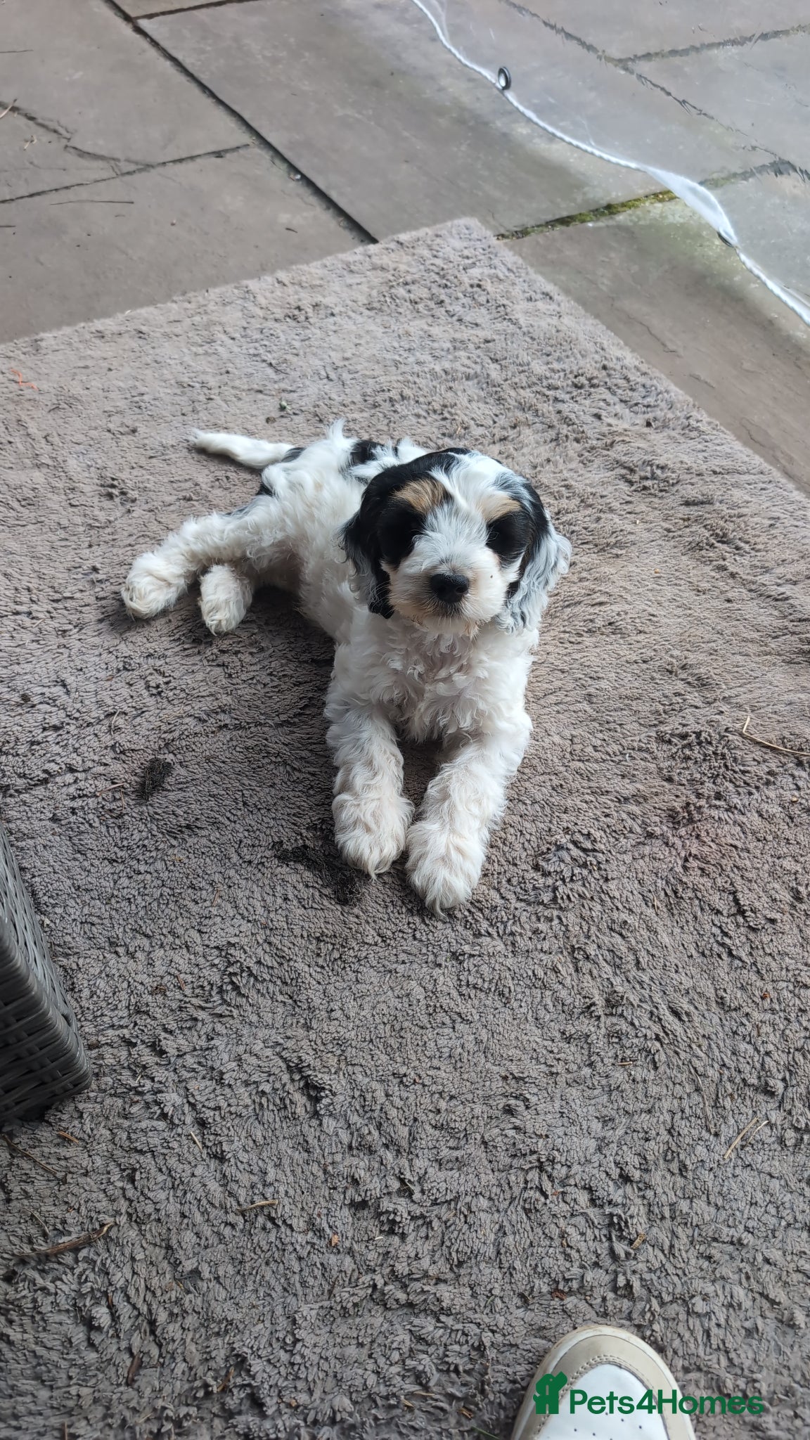 Cockapoo dogs Cockapoo 1 boy, Ready now, microchipped, vaccine  - Advert 16