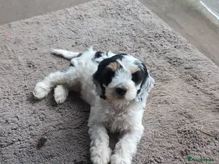 Cockapoo dogs Cockapoo 1 boy, Ready now, microchipped, vaccine - Advert 16