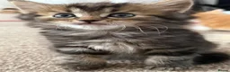 Mixed Breed cats for sale: Turkish Agura mix kitten  - Advert 8