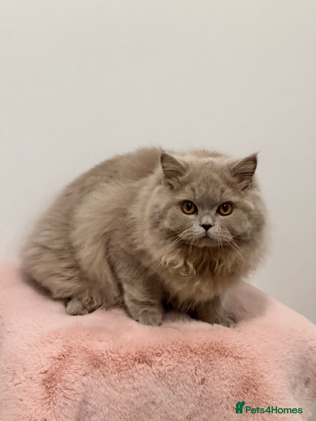 British Longhair cats for sale: Ready 🐻British Longhair chunky kittens💎🧸 - Advert 3