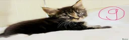 Maine Coon cats for sale: Mainecoons in Stratford-upon-Avon - Advert 3