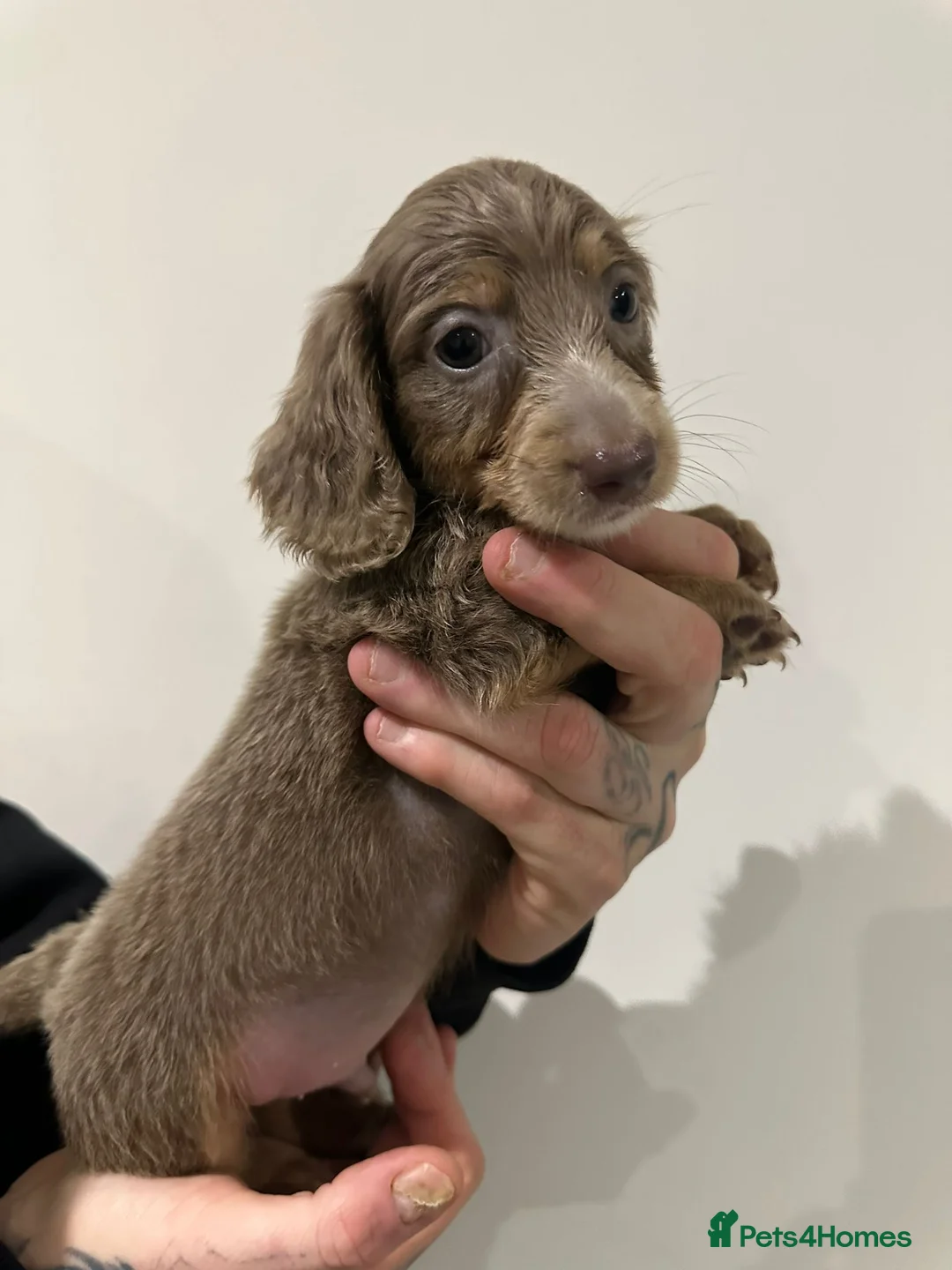 Miniature Dachshund dogs for sale: Mini dachshunds - Advert 7