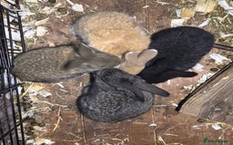 Continental Giant rabbits for sale: Pure Bred Continental Giant Rabbits  - Image 19