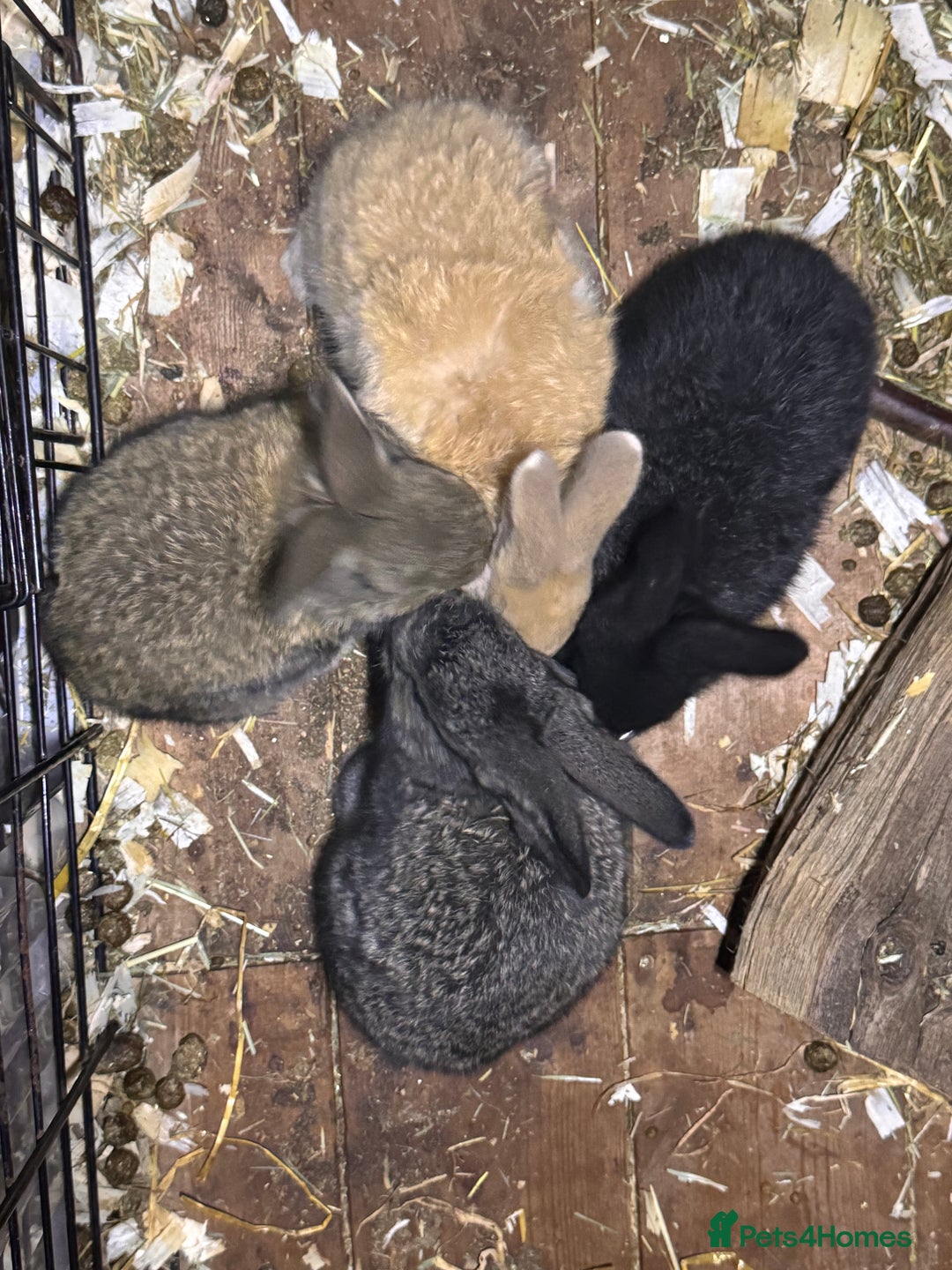Continental Giant rabbits for sale: Pure Bred Continental Giant Rabbits  - Image 19