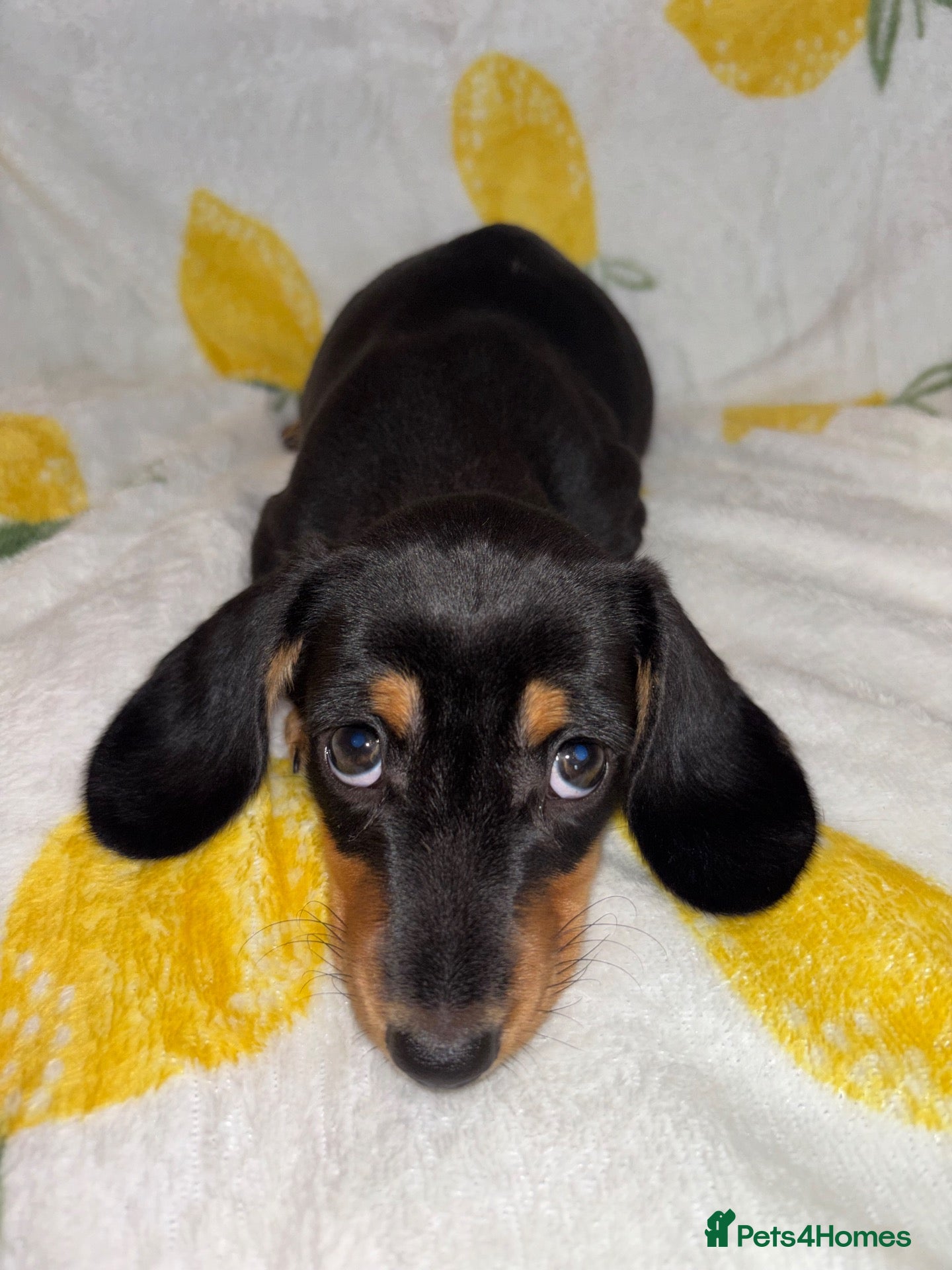 Miniature Dachshund dogs Miniature smooth coated Dacshund’s  - Advert 1