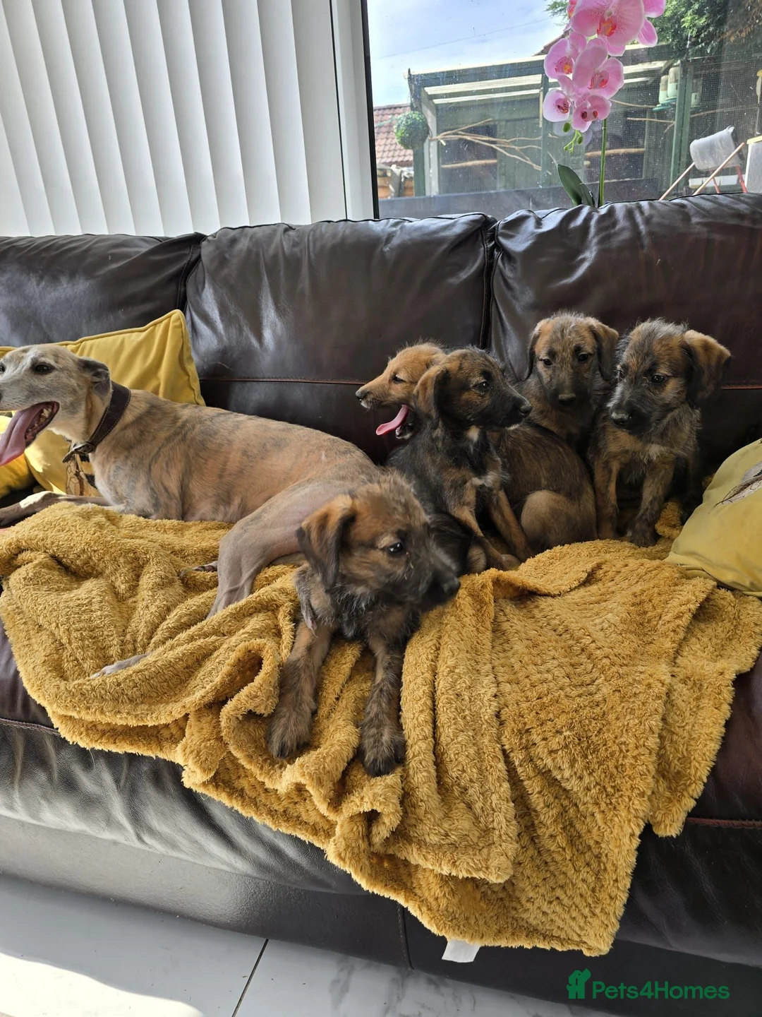 Mixed Breed dogs for sale: Bedlington x whippet pups in Durham - Advert 2