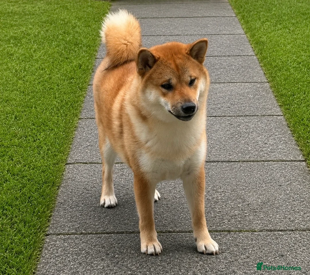 Japanese Shiba Inu dogs for sale: 11 month old female Shiba Inu  - Advert 3