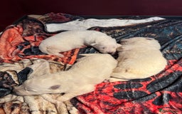 White Swiss Shepherd dogs for sale: Stunning White Swiss Shepherd pups - Advert 3