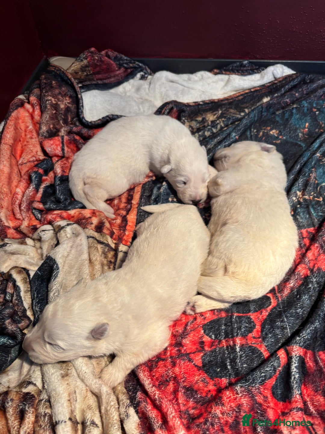 White Swiss Shepherd dogs for sale: Stunning White Swiss Shepherd pups - Advert 3