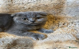 Scottish Fold cats for sale: Scottish fold kittens for sale - Image 16