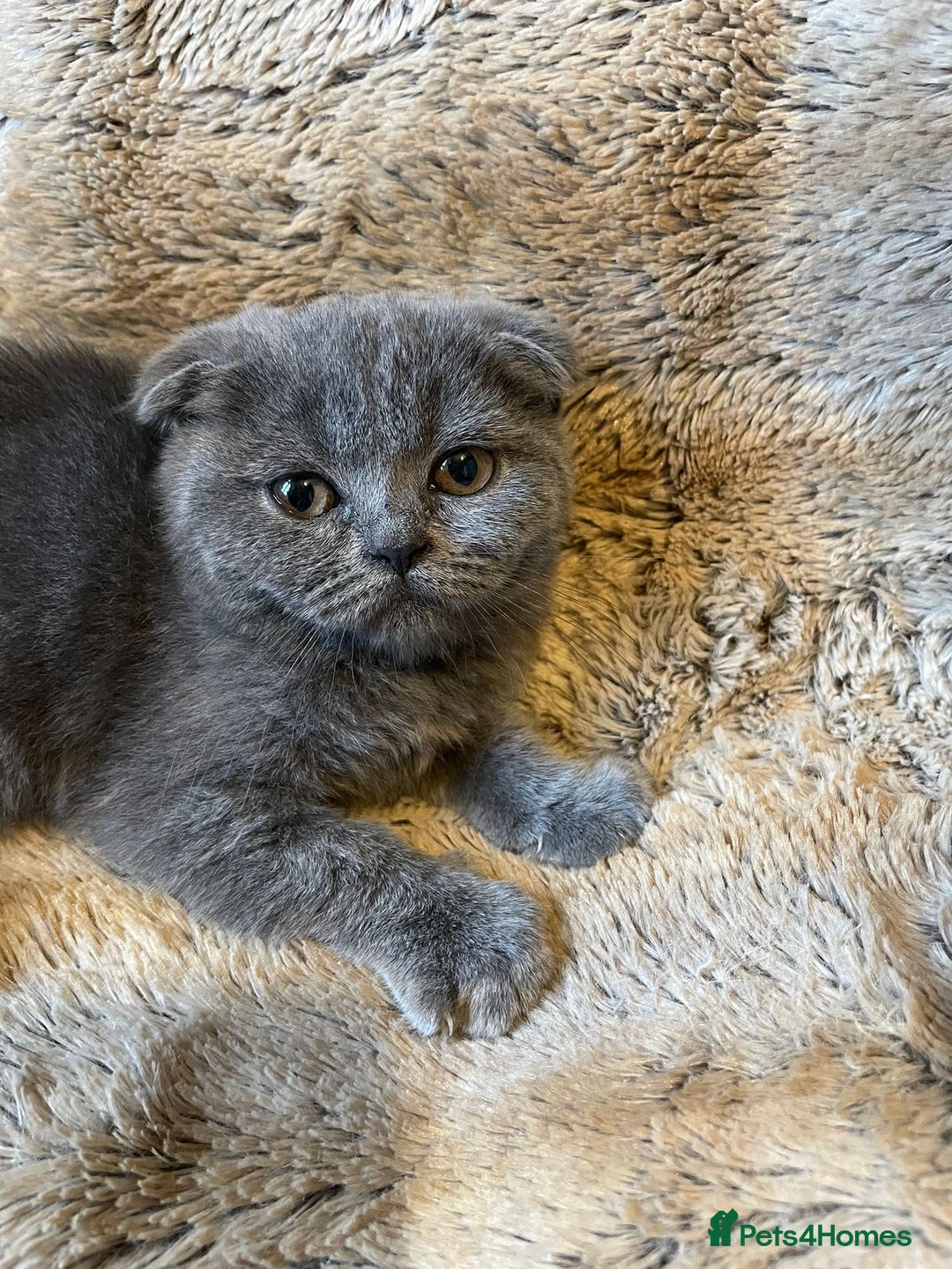 Scottish Fold cats for sale: Scottish fold kittens for sale - Image 16