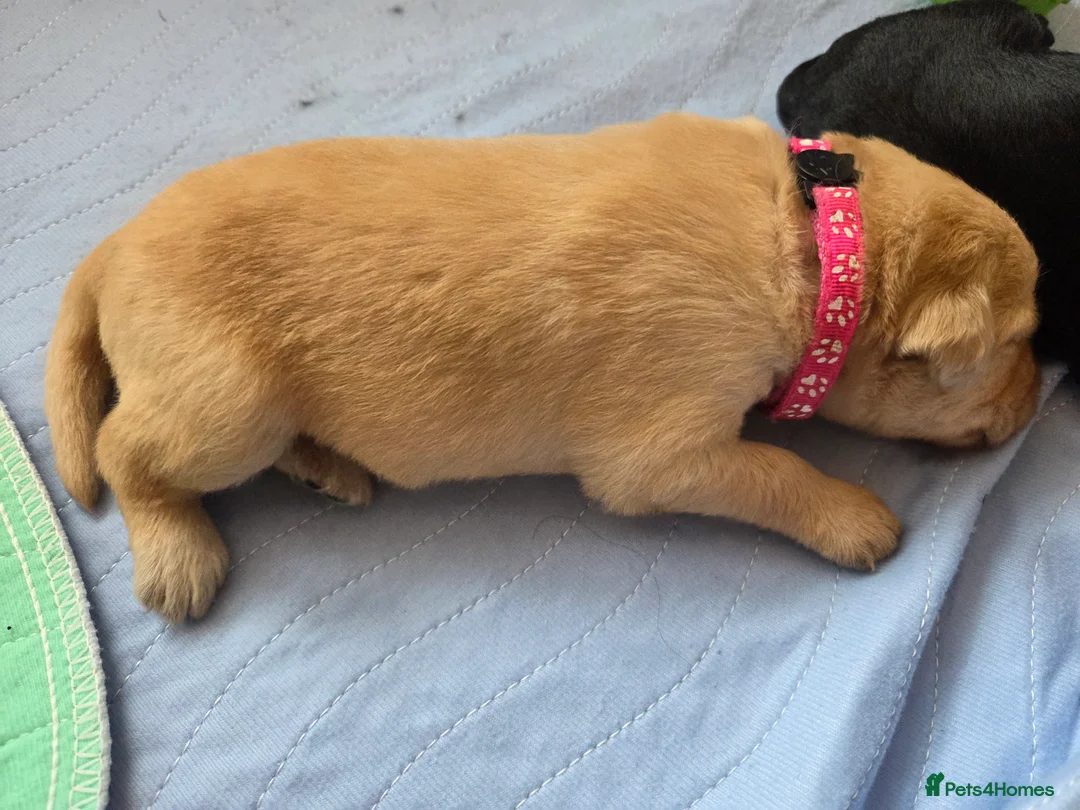 Labradoodle dogs for sale: Labrodoodle Puppies - Advert 38