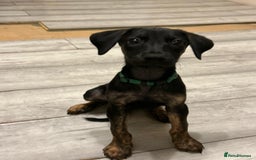 Mixed Breed dogs for sale: Doberman x dutch herder - Advert 3