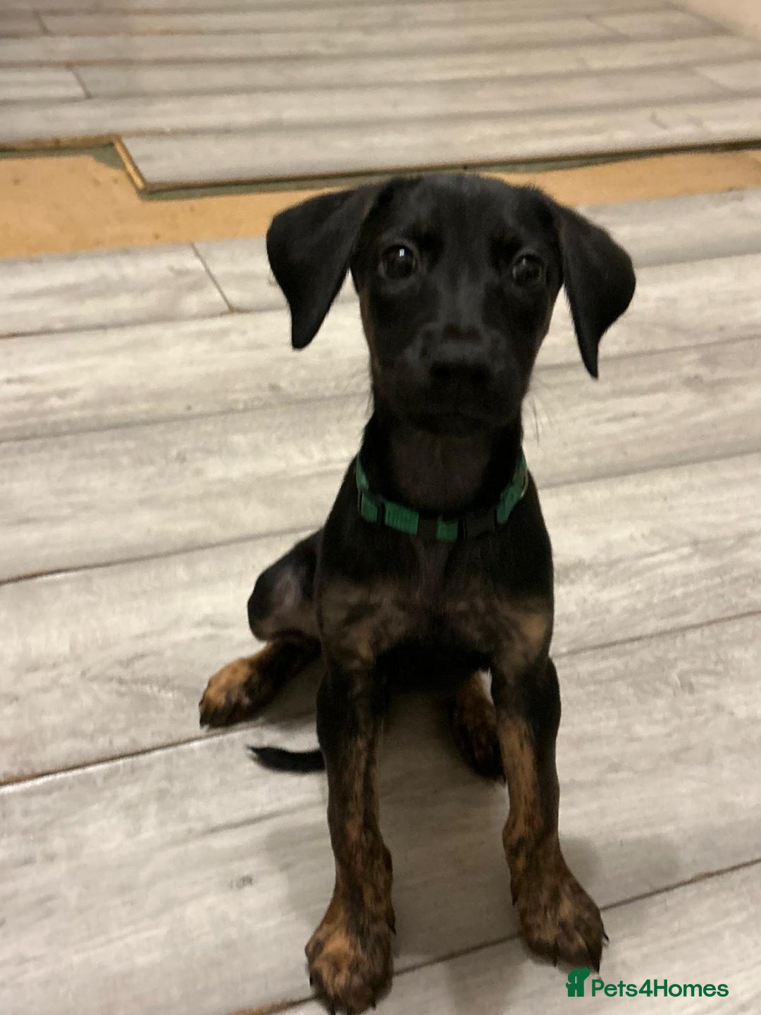 Mixed Breed dogs for sale: Doberman x dutch herder - Advert 3