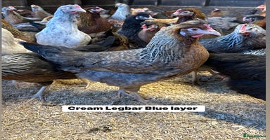 Chickens poultry - Advert 2