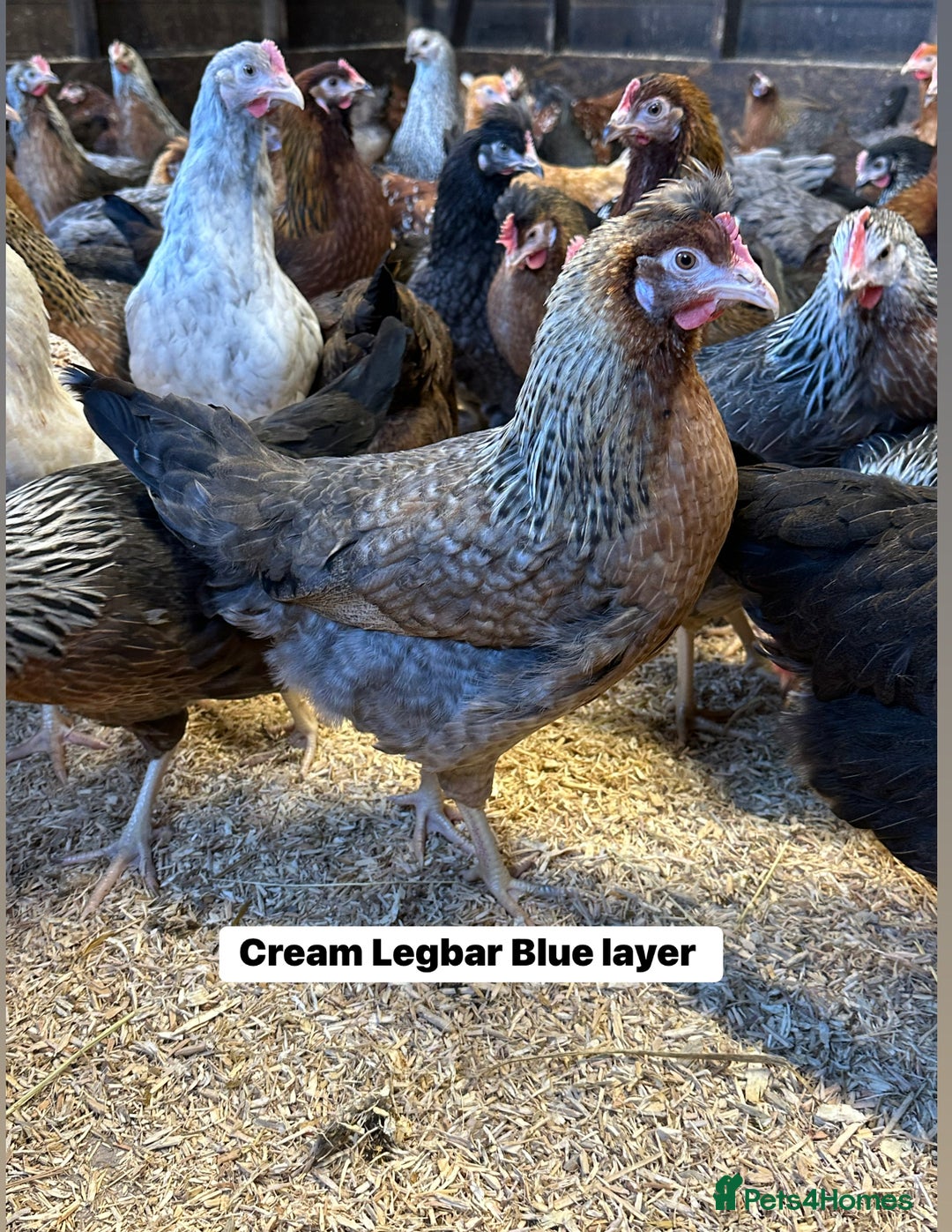 Chickens poultry for sale: Point of lay fully vaccinated Hens, lots of breeds - Image 3