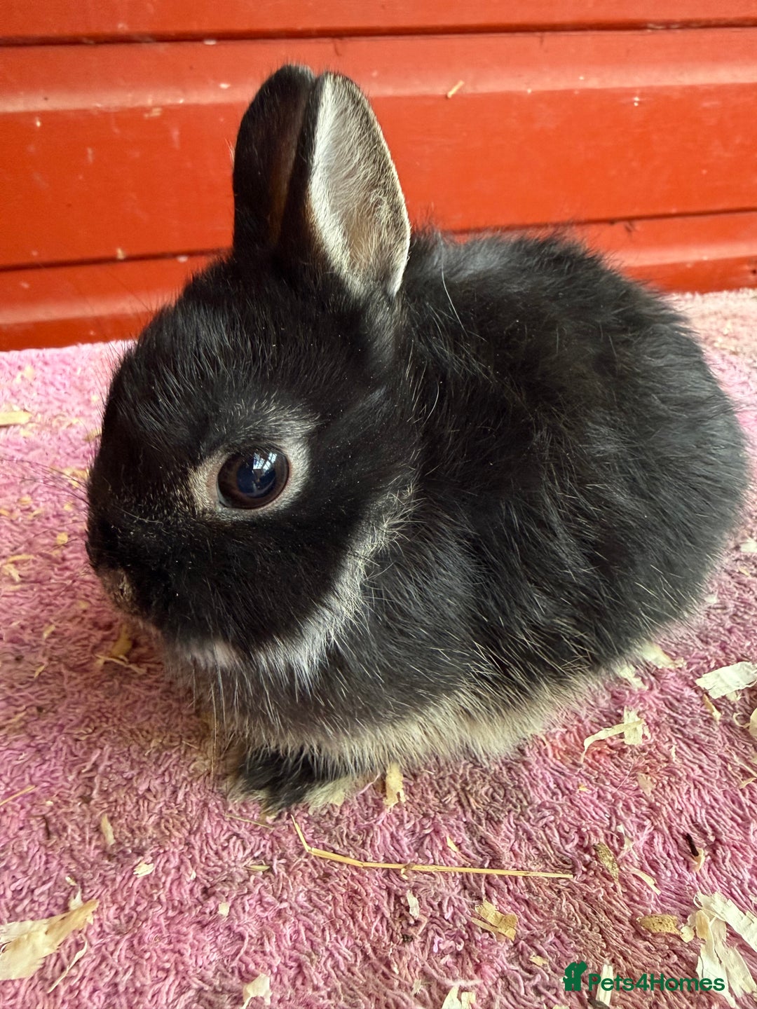 Netherland Dwarf rabbits for sale: Young Netherland Dwarfs - Advert 7