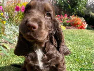 Cocker Spaniel dogs Lovely show Cocker spaniel puppies 🐶 - Advert 1