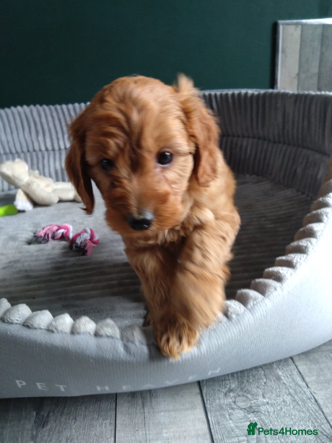 Cockapoo dogs for sale: F1B Cockapoos puppies - Image 12