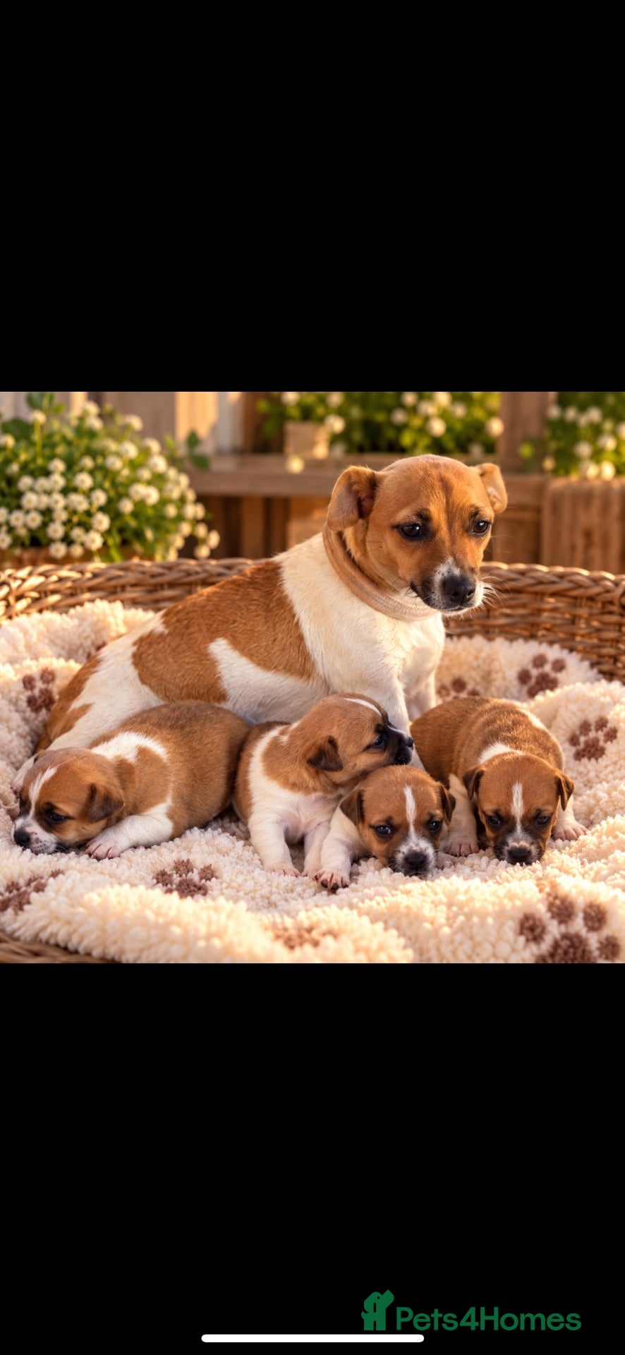 Jack Russell dogs for sale: Jack Russell - Advert 1