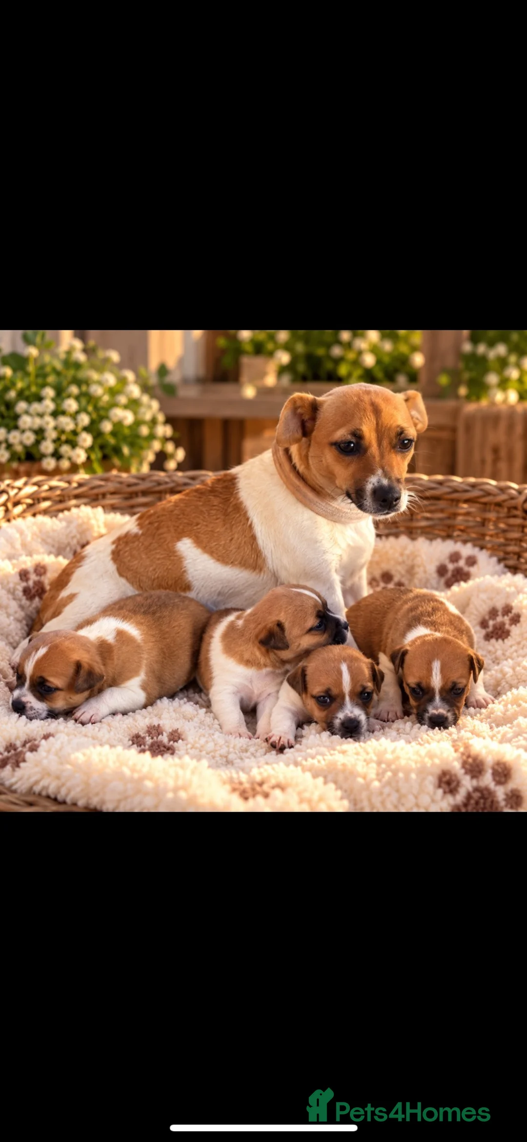 Jack Russell dogs for sale: Jack Russell in Walton-on-Thames - Advert 1