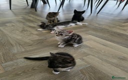 Mixed Breed cats for sale: 5 Beautiful Kittens - Image 3