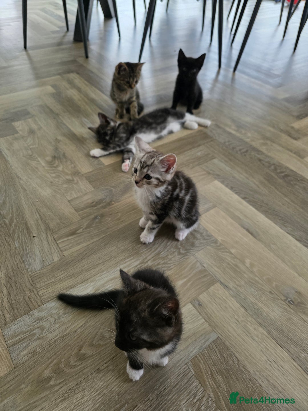 Mixed Breed cats for sale: 5 Beautiful Kittens - Image 3