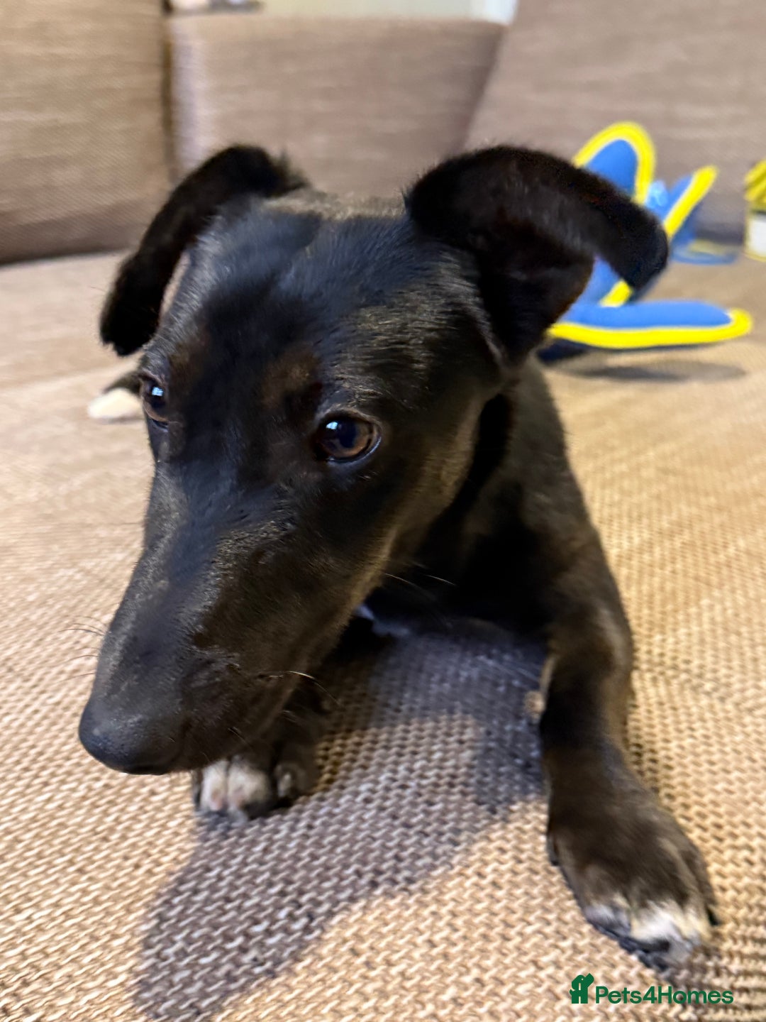 Dachshund dogs for adoption: Cute Lolita looking for LOVE  - Advert 8