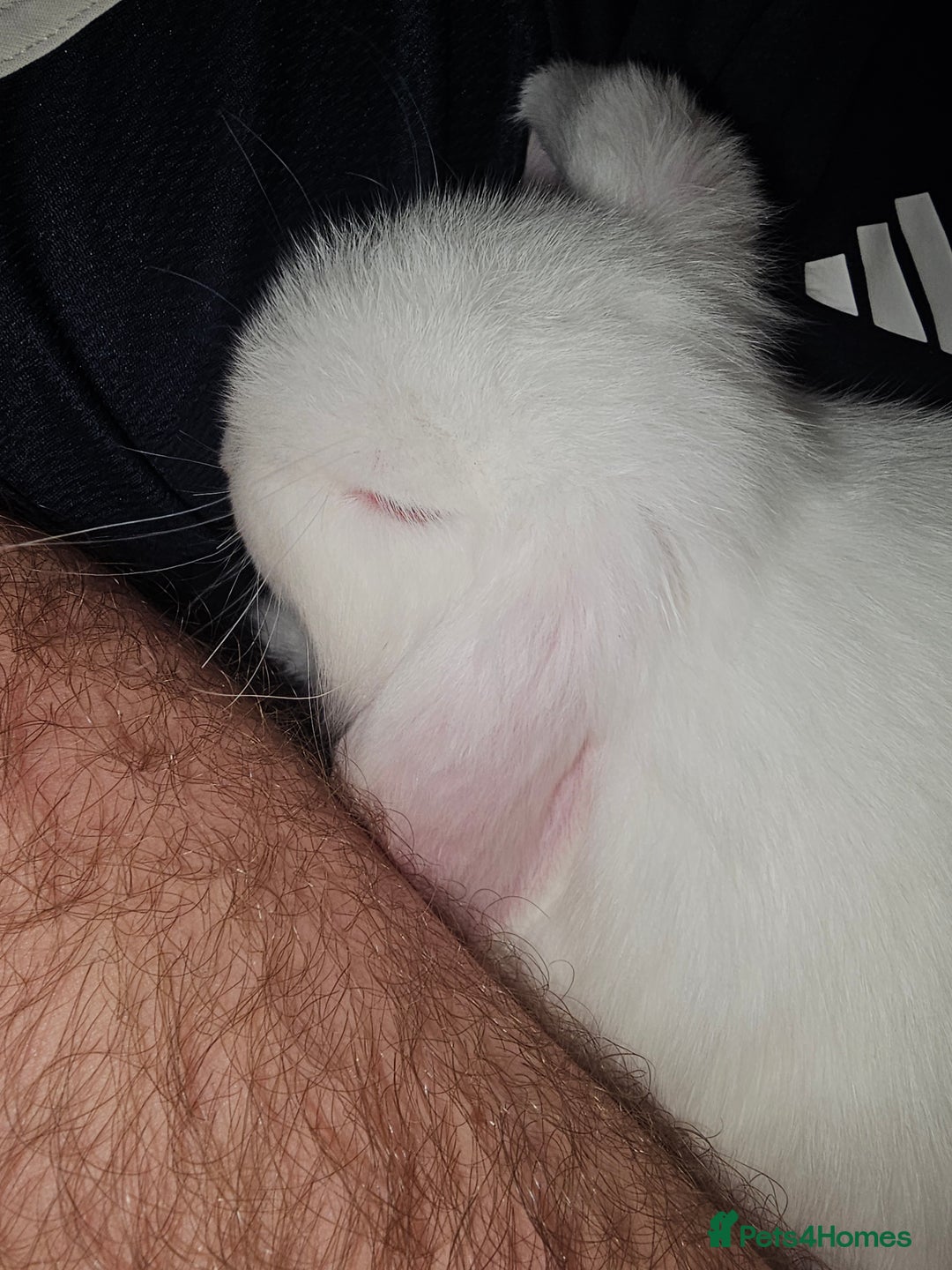 Mini Lop rabbits for sale: Pure Mini Lop Babies  - Advert 2