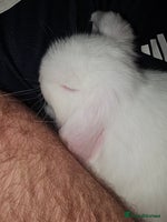 Mini Lop rabbits Pure Mini Lop Babies - Advert 1