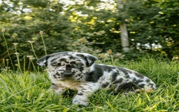 Mastiff dogs for sale: Mastiff pups  - Image 18