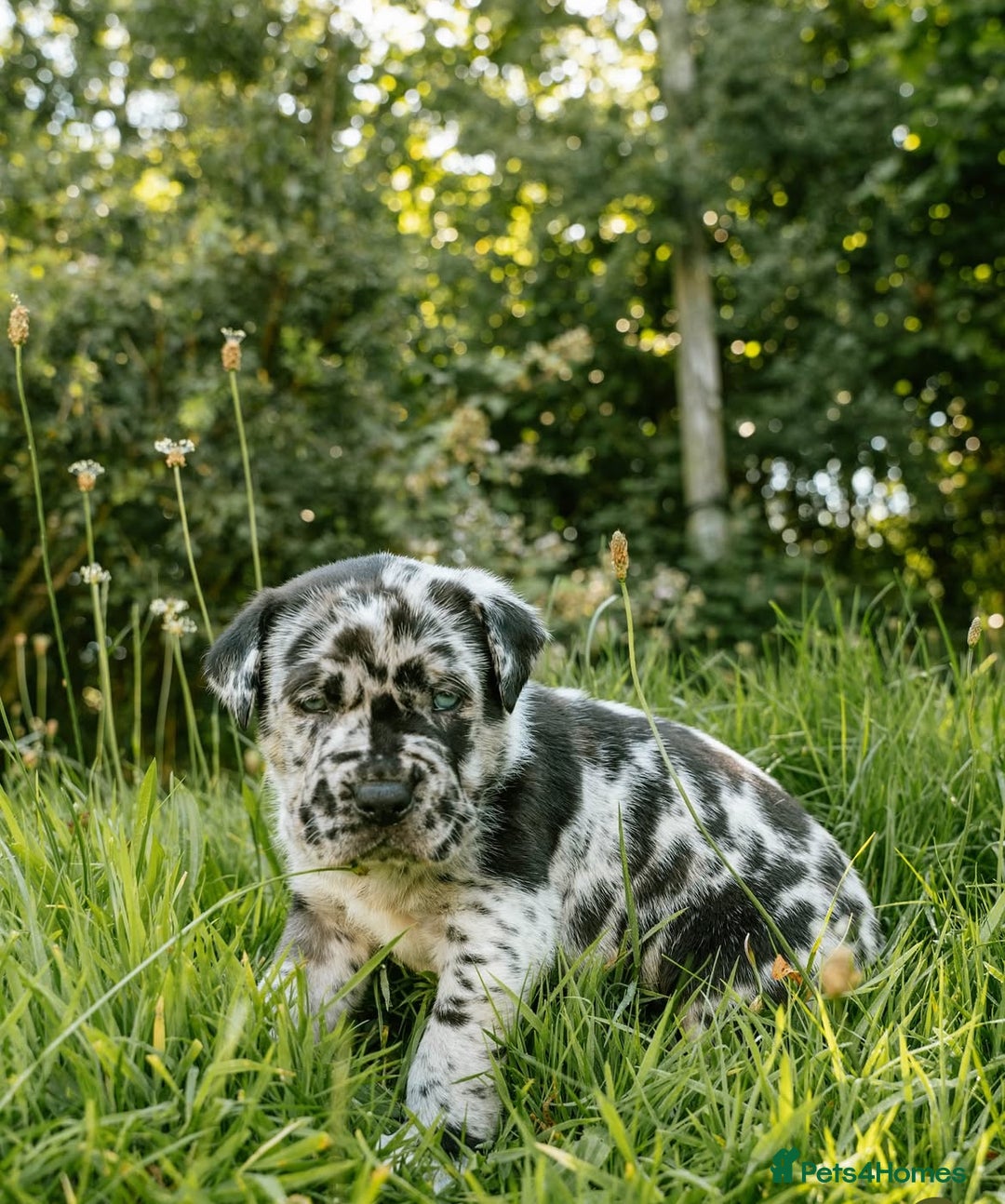 Mastiff dogs for sale: Mastiff pups  - Image 18
