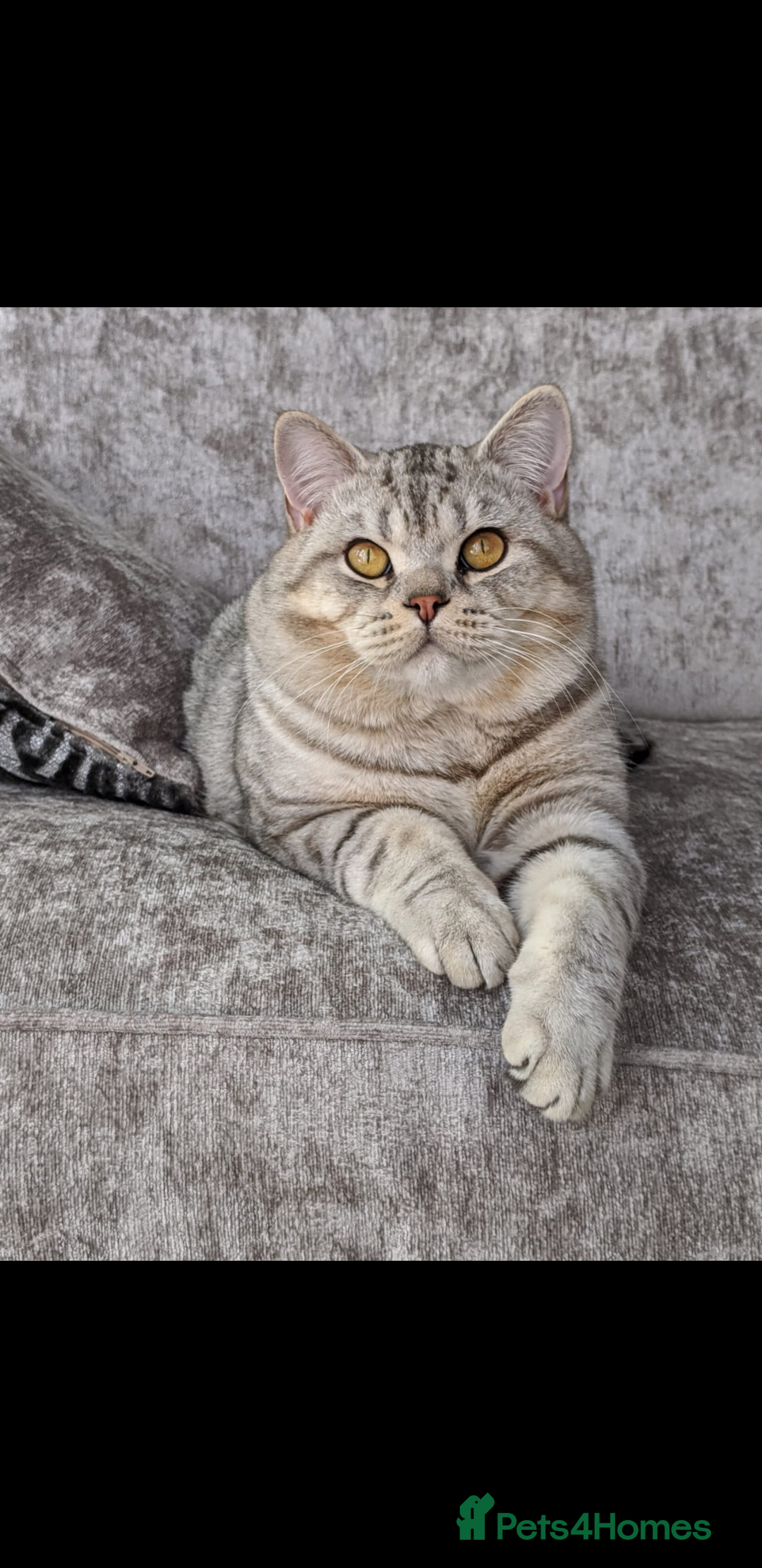 British Shorthair cats BSH STUD Derby in Derby - Advert 4