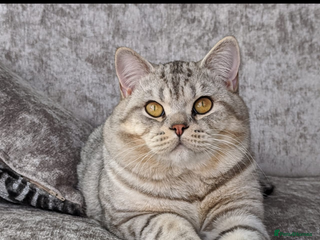 British Shorthair cats BSH STUD Derby in Derby - Advert 9