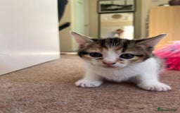 Mixed Breed cats for sale: 3 gorgeous kittens looking for forever home. - Image 4