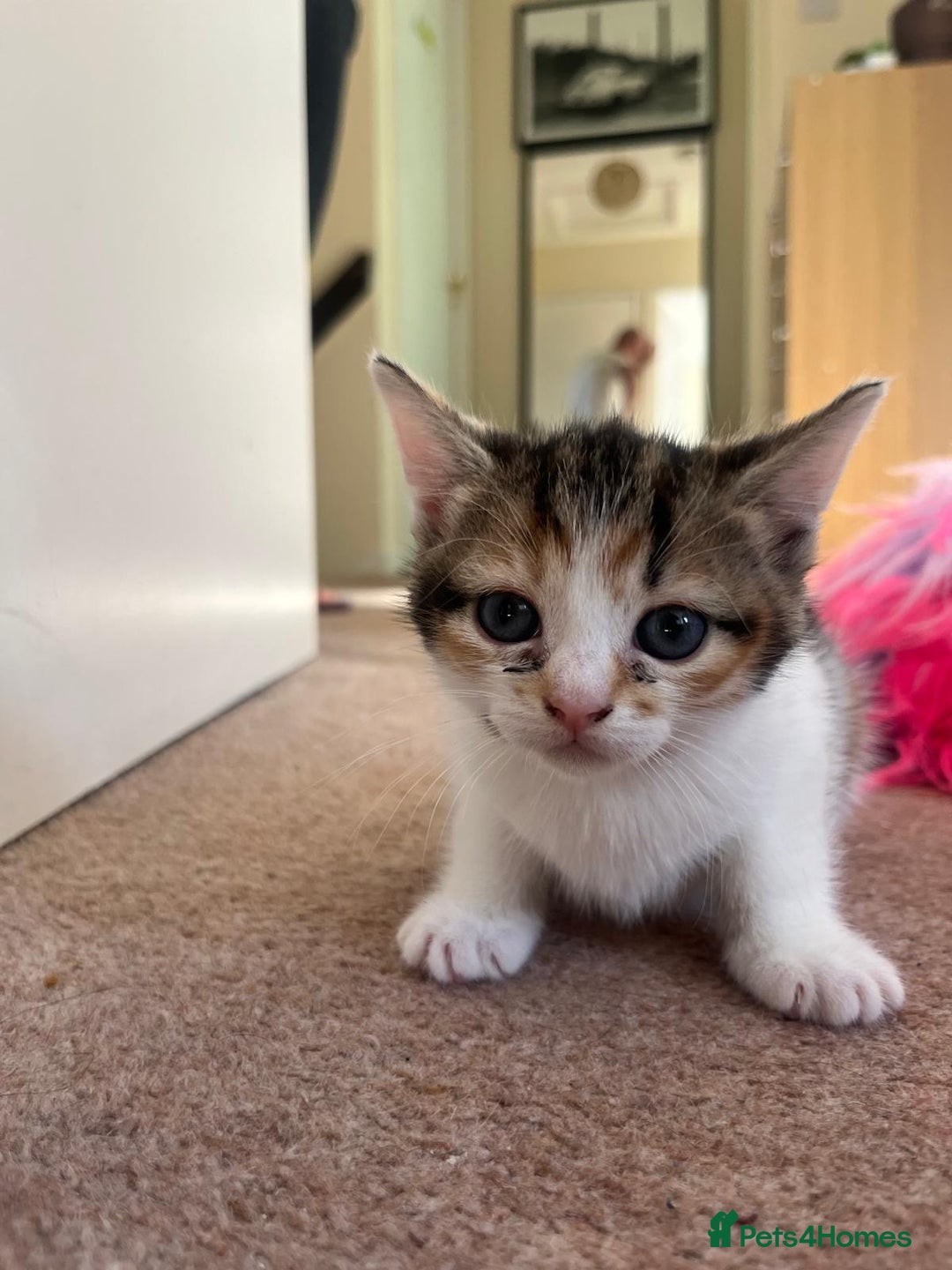 Mixed Breed cats for sale: 3 gorgeous kittens looking for forever home. - Image 4
