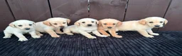 Goldador dogs for sale: Goldador puppies 9 available  - Advert 26