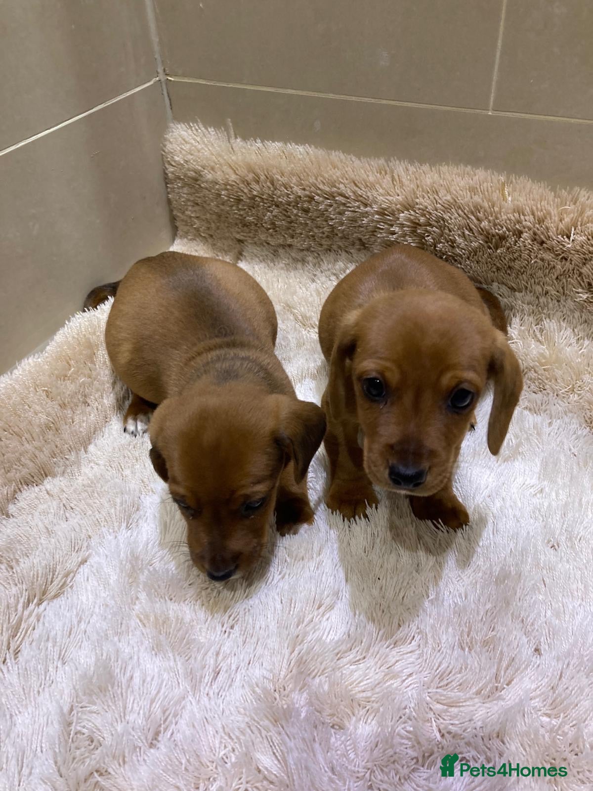 Jackshund dogs Miniature Jackshaunds  - Advert 2