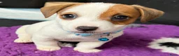Jack Russell dogs for sale: Bred From Health Tested Parents - Advert 2