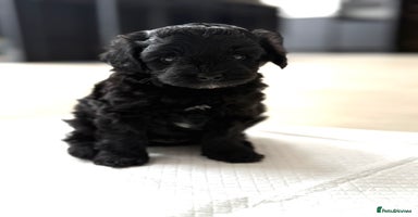 Yorkiepoo dogs - Advert 9