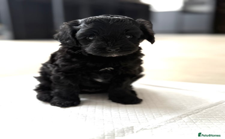 Yorkiepoo dogs - Advert 1