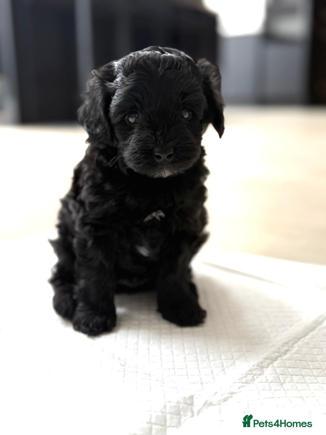 Yorkiepoo dogs for sale: Toy Yorkiepoo F1b - Image 3