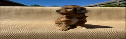 Mixed Breed dogs for sale: Havatoodle Pups - Advert 35