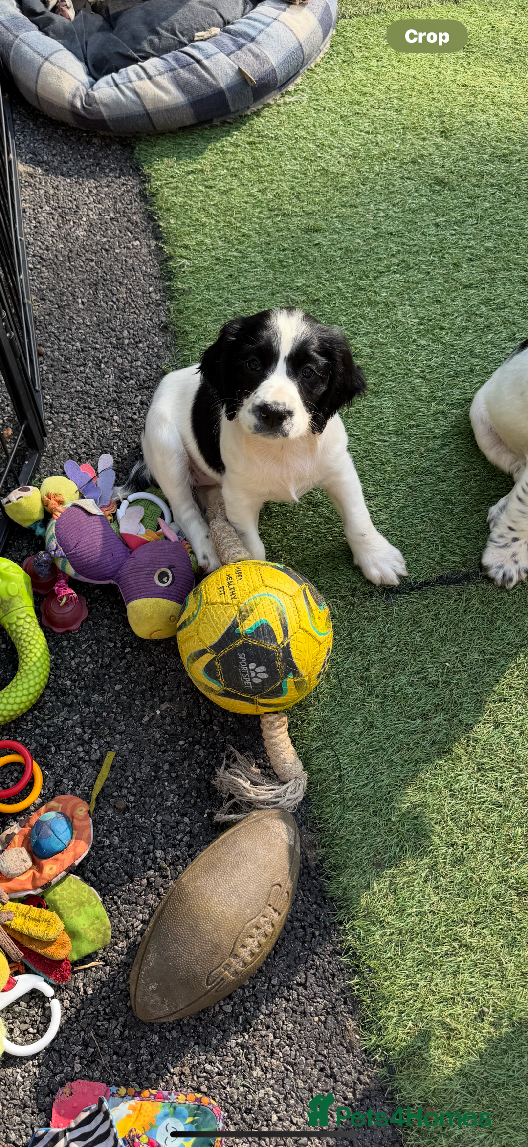 English Springer Spaniel dogs for sale: Kc reg  dna tested springer spaniels  - Image 11
