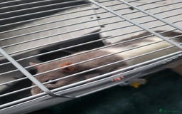 Rat rodents for sale: Fancy Rats.  - Image 9