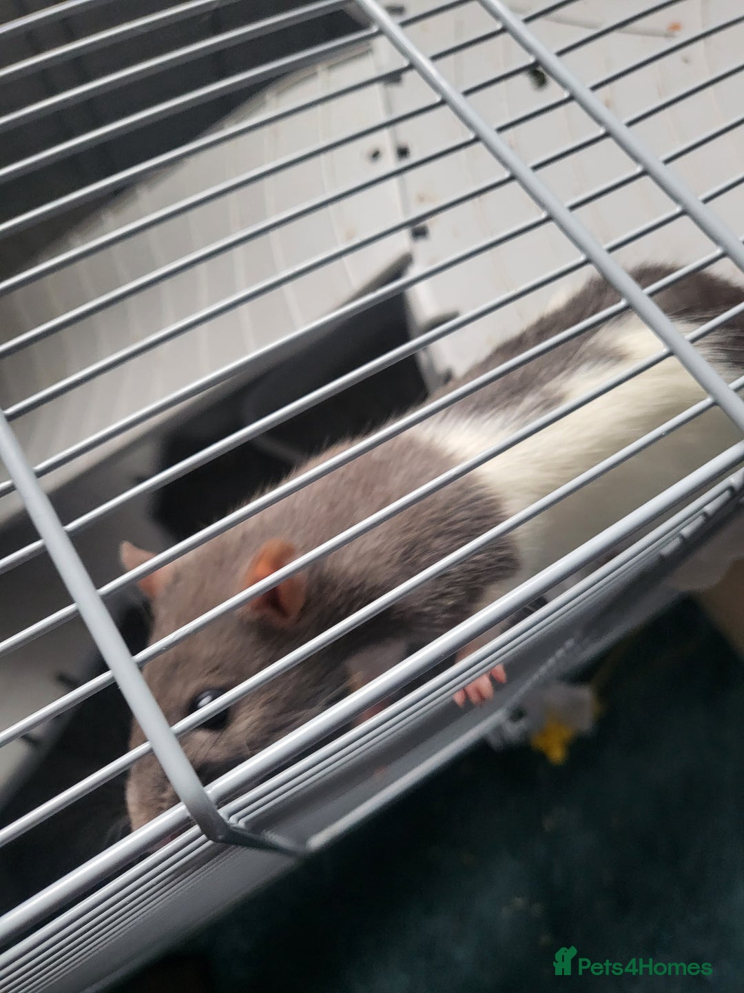 Rat rodents for sale: Fancy Rats.  - Image 9