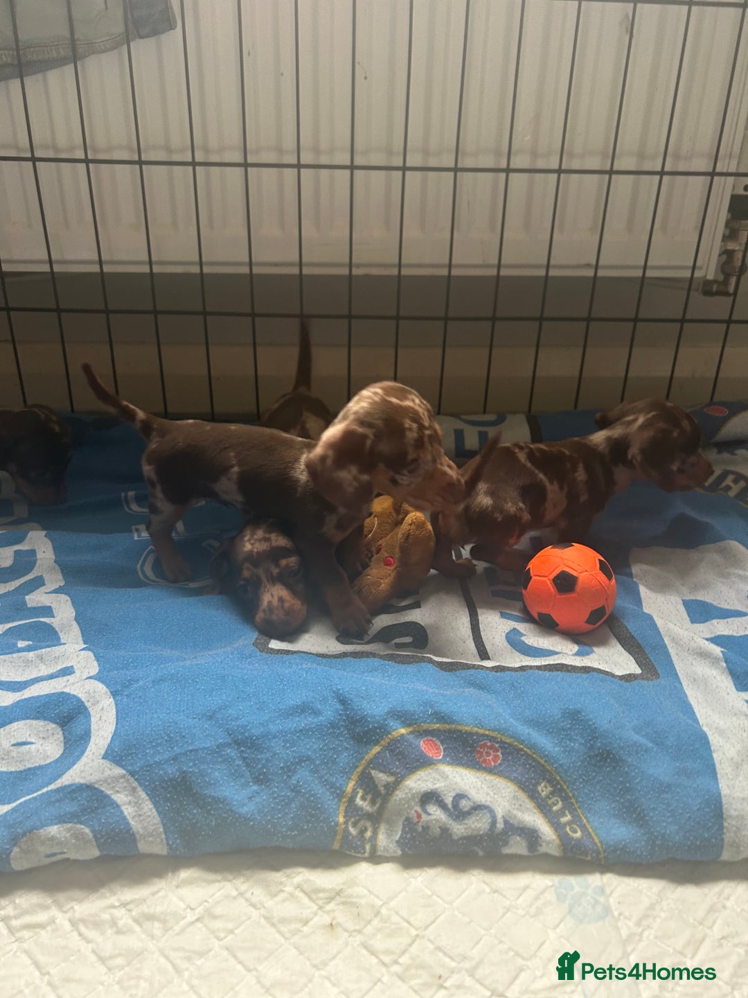 Miniature Dachshund dogs for sale: Beautiful mini dapple and chocolate dachshund  - Image 12
