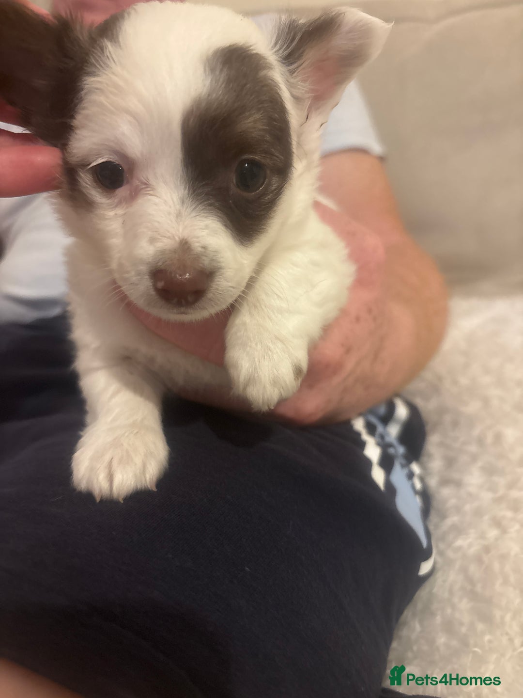 Mixed Breed dogs for sale: Miniature teacup chihuahua X Jack russell puppies  - Image 11